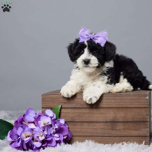 Sandy, Mini Sheepadoodle Puppy